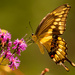 Eastern Tiger Swallowtail Butterfly and Bee! by rickster549