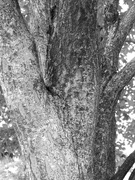 8th Aug 2021 - Tree Texture in B&W