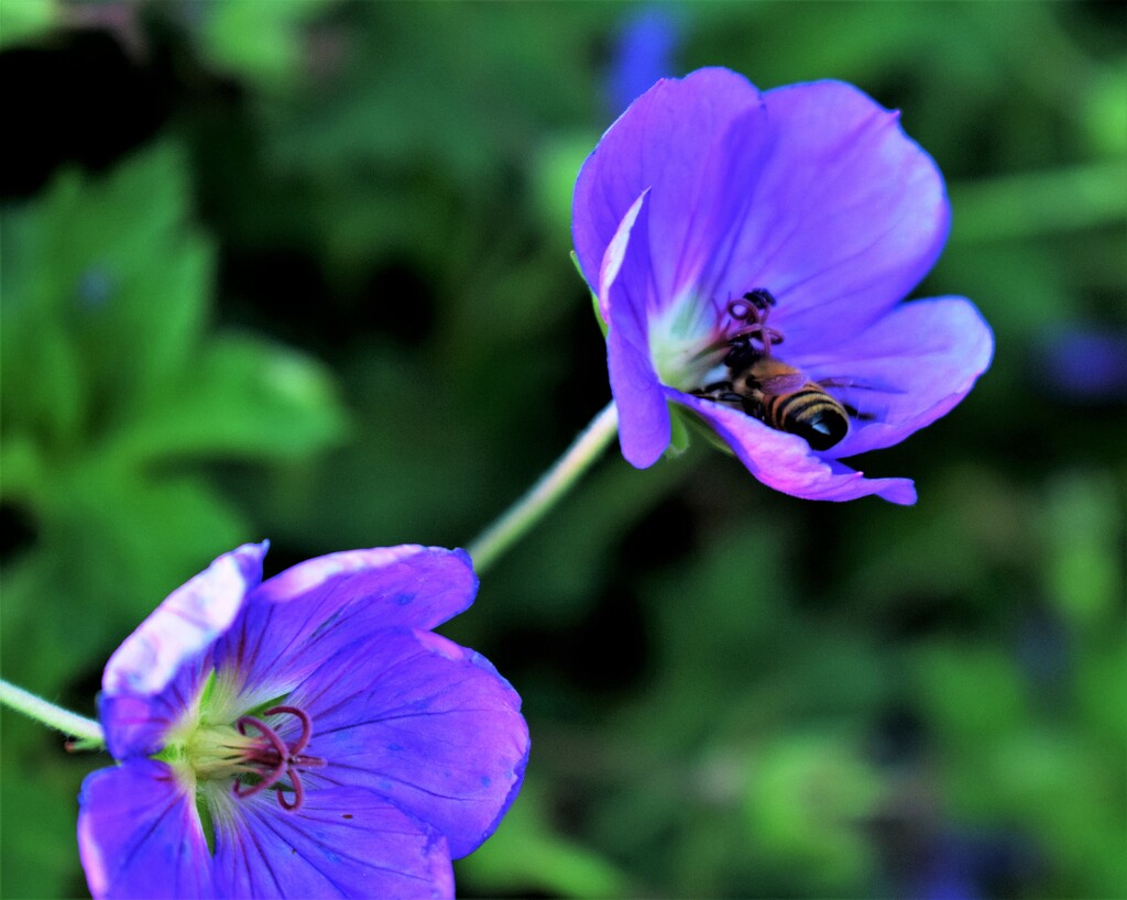 Jolly Bee Cranebill (Geranium) by sandlily