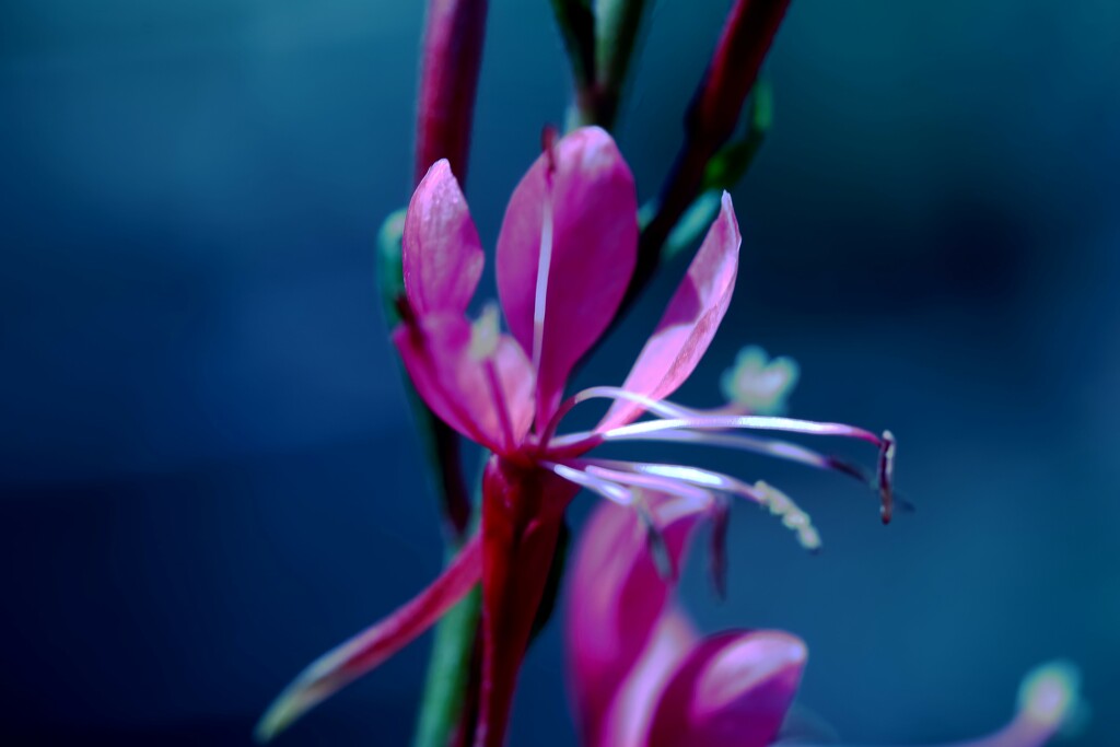 Pink cleome by blueberry1222