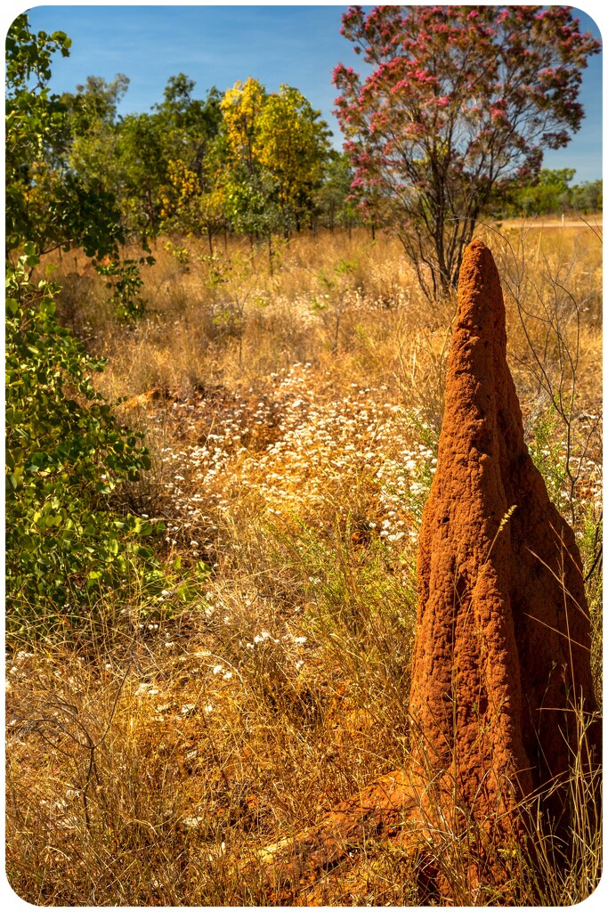 Termite mounds by pusspup