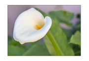 9th Aug 2021 - Arum Lily 