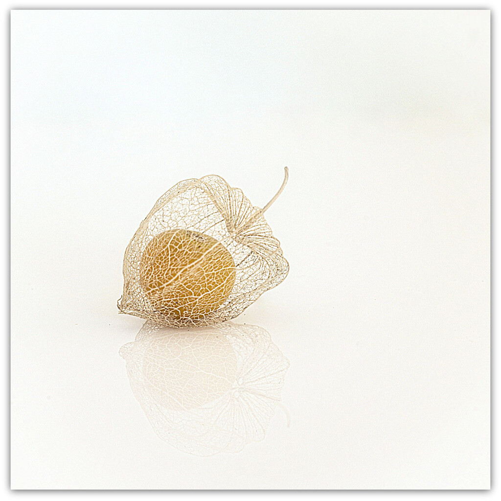 Solo Gooseberry... by julzmaioro