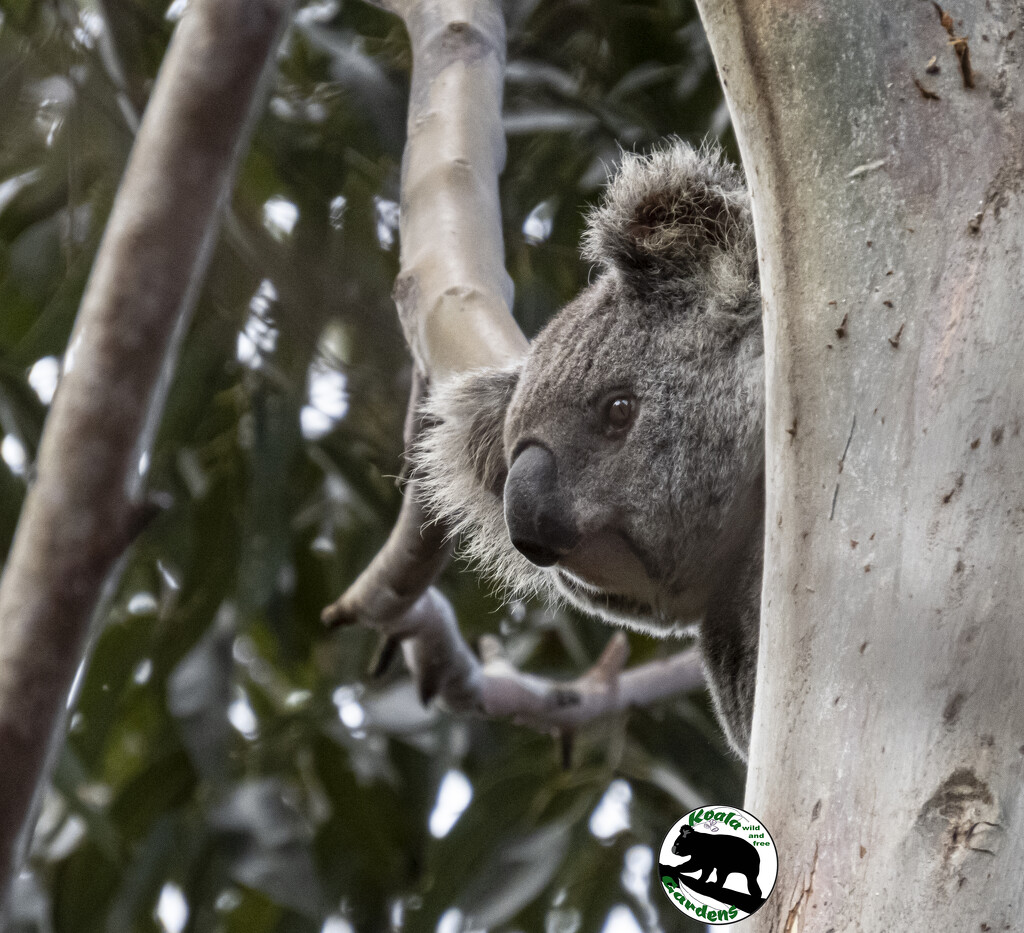 peek a boo ... by koalagardens