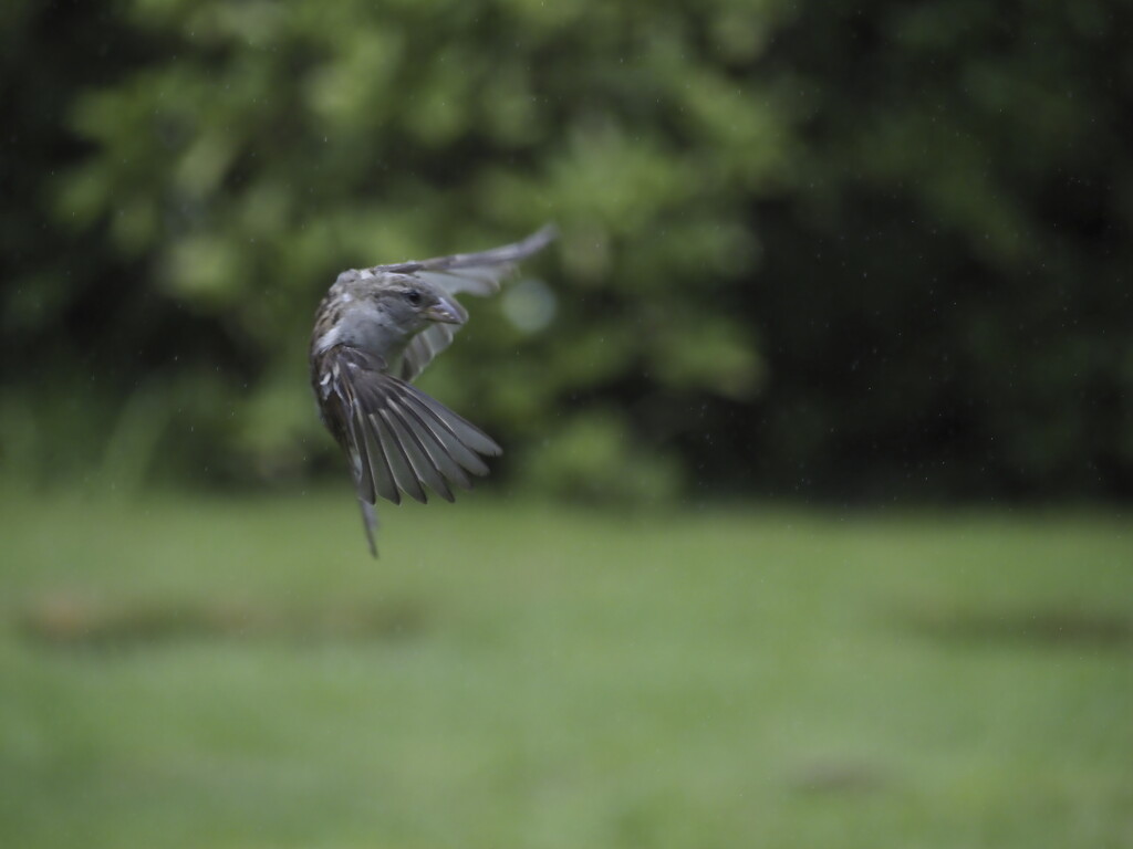 Sparrow in flight by jon_lip