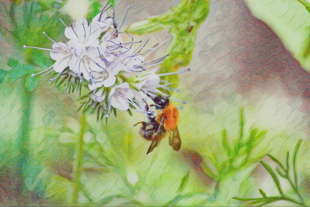 Bee on flower by ziggy77