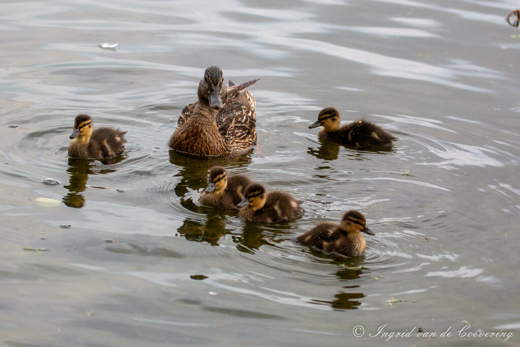 Duck family by ingrid01