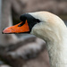 Swan by ingrid01