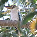 Blue-winged Kookaburra by terryliv