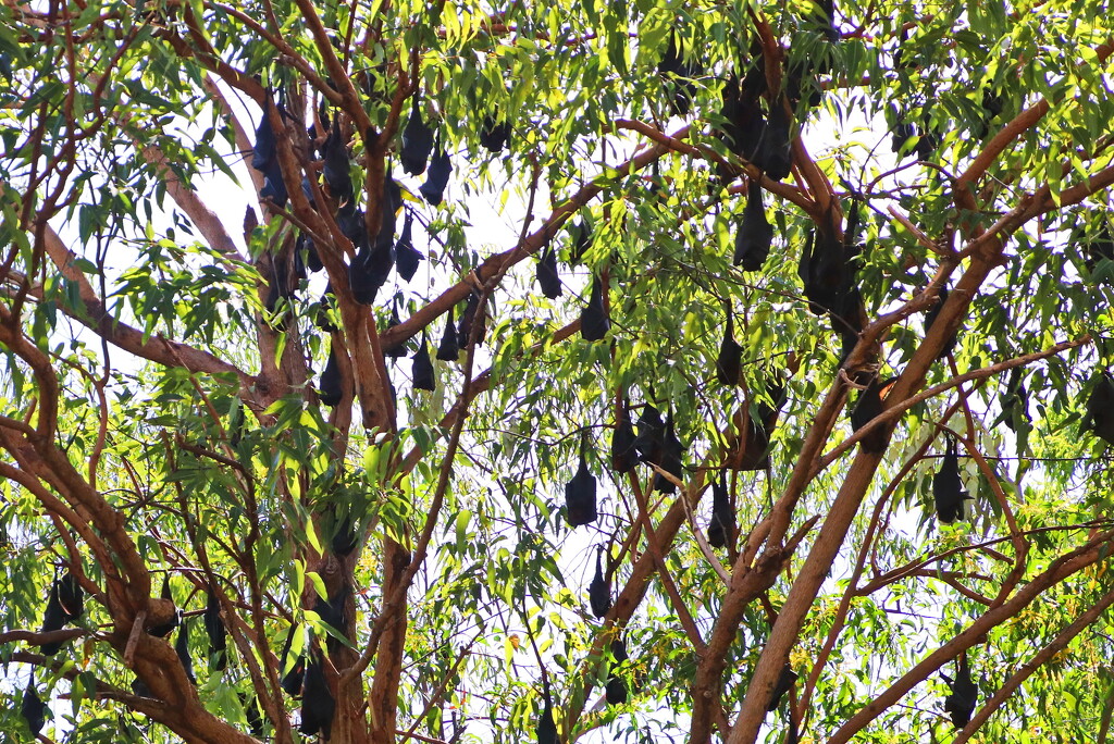 Flying Foxes by terryliv
