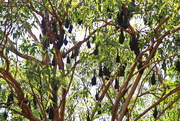 17th Jul 2021 - Flying Foxes