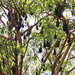 Flying Foxes by terryliv