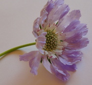 9th Aug 2021 - scabious
