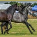 Horseplay by carolmw