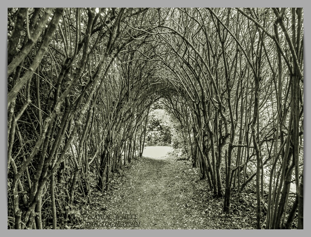 Archway by carolmw