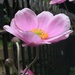 Japanese Anenome by 365anne