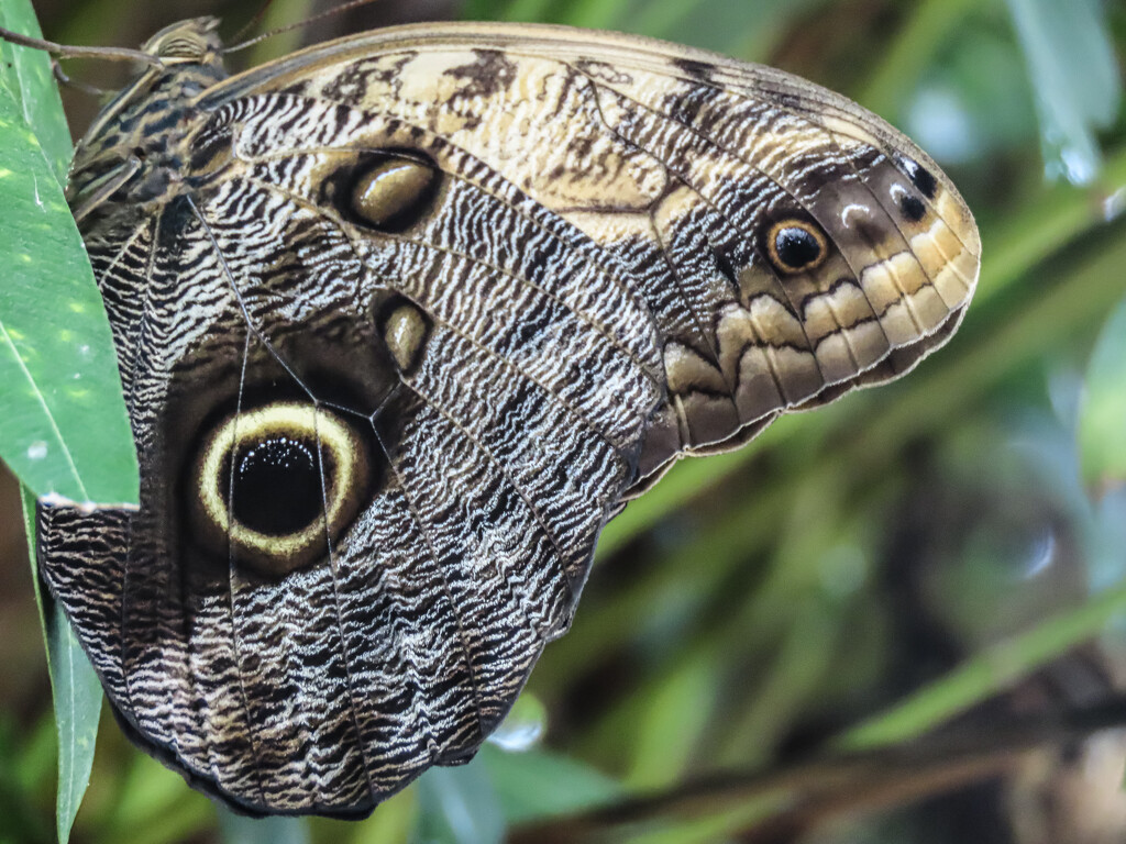 Owl Butterfly by mumswaby