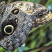 Owl Butterfly by mumswaby