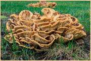 8th Aug 2021 - Large Fungus