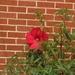 Flower #4: Neighbour's Hibiscus (?) by spanishliz
