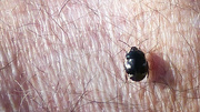 9th Aug 2021 - Friendly Bug
