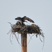 Osprey and Chicks by bjywamer