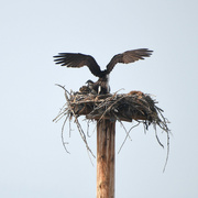 27th Jul 2021 - Osprey On Its Nest