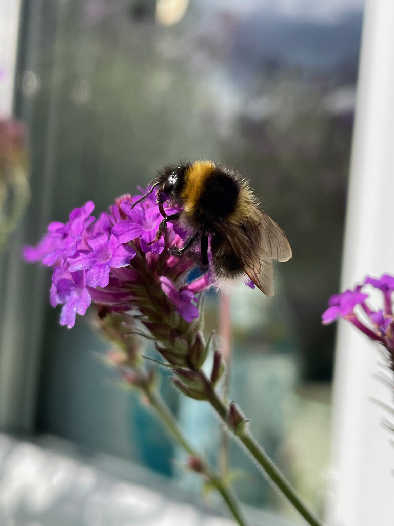 Verbena and a Bee by 365projectmaxine