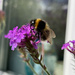 Verbena and a Bee by 365projectmaxine