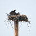 Osprey and Chick by bjywamer