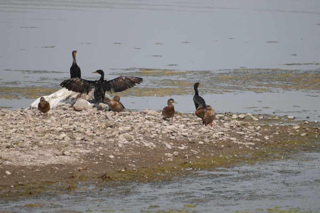Cormorants and Ducks by bjywamer