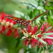 9th Aug 2021 - Lots & lots of butterflies in Sholom Park