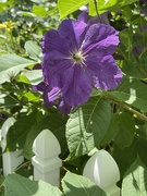5th Aug 2021 - Clematis