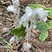 Ghost Plant