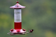 8th Aug 2021 - Hummingbird Take off