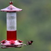 Hummingbird Take off by dianen