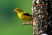 9th Aug 2021 - American Goldfinch