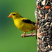 American Goldfinch by dianen