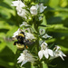 Bumblebee on Lobelia by k9photo
