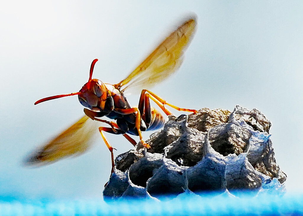 Wasp by hondo