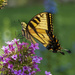 Flowertop Swallowtail by kvphoto