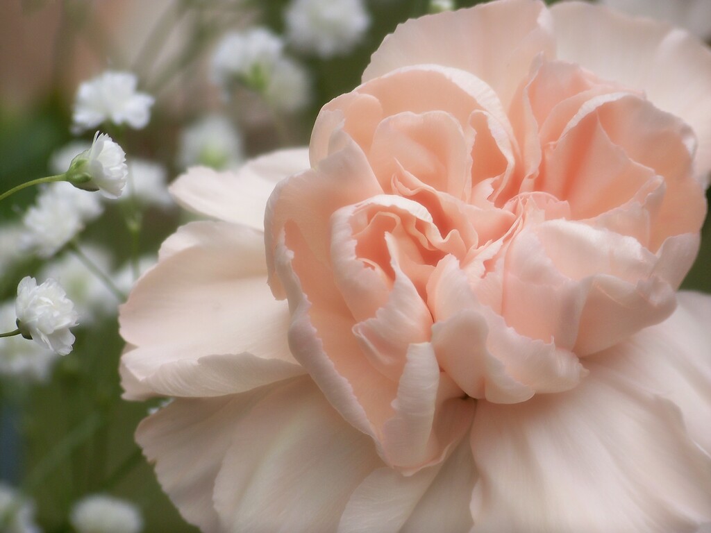 Peach carnation and gypsophila... by marlboromaam