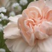 Peach carnation and gypsophila... by marlboromaam