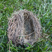 13th May 2021 - ‘Empty nest’ (literally)