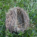 ‘Empty nest’ (literally) by rhoing