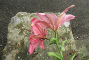 9th Aug 2021 - lilies fade