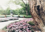 9th Aug 2021 - The Dallas Arboretum in springtime