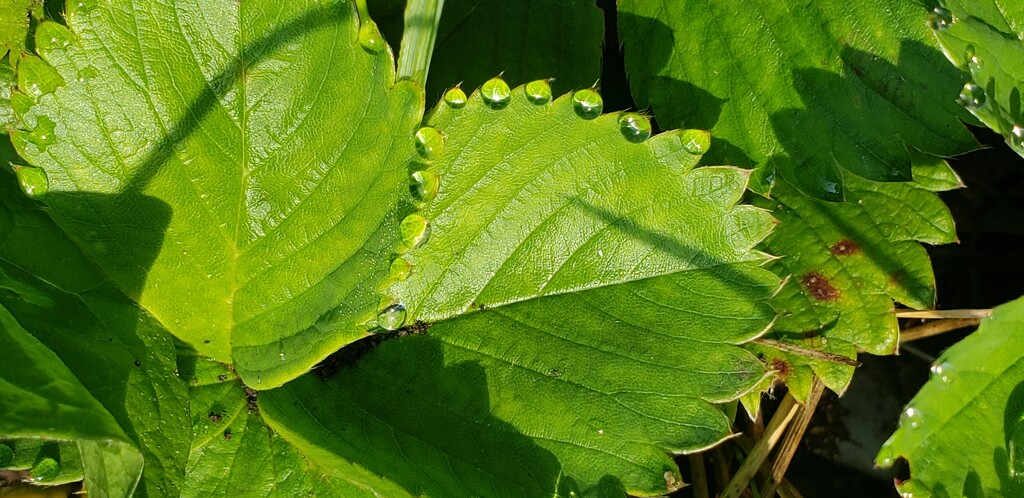 Droplets on strawberry plant by shine365