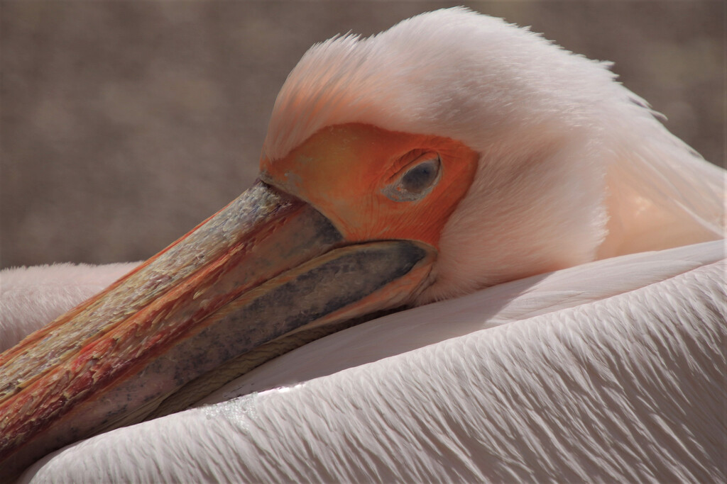 Pelican posing by 365jgh