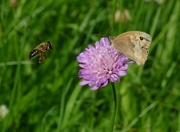 31st Jul 2021 - A Butterfly and a Random Bee.